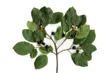 Acı Çehre Nerede Yetişir? Acı Çehre Nerede Yetişir?