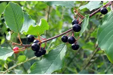 Acı Çehrenin Faydaları Nelerdir? Acı Çehrenin Faydaları Nelerdir?
