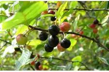 Kara Çehre Kullanımı ve Faydaları Nelerdir? Kara Çehre Kullanımı ve Faydaları Nelerdir?