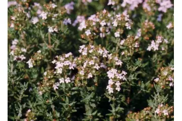 Kekikli Acı Çehre Kullanımı ve Faydaları Nelerdir?