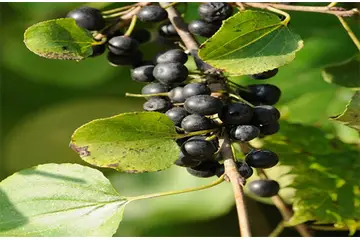 Acı Çehre Çayı Kullanımı ve Faydaları Nelerdir?