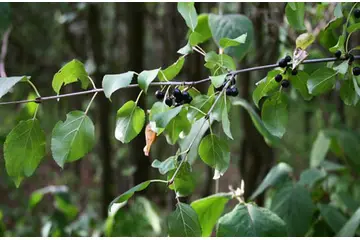 Acı Çehre Tohumu Zayıflatır mı?