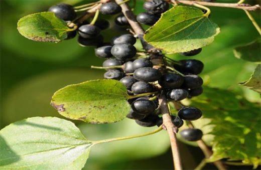 Acı Çehre Hapı Kullanımı ve Faydaları Nelerdir?
