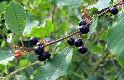 Acı Çehre Tohumu İshal Yapar mı?