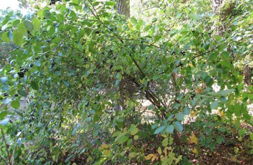 Emziren Anneler Acı Çehre Kullanabilir mi?