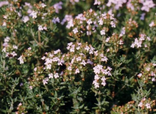 Kekikli Acı Çehre Kullanımı ve Faydaları Nelerdir?