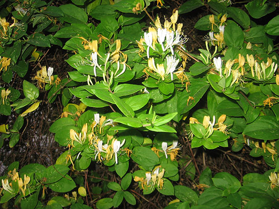 Acı Çehre Çayı Zayıflatırmı