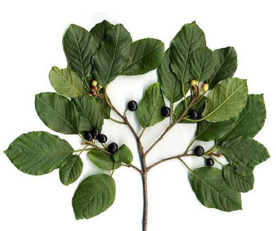 Acı Çehre Nerede Yetişir?