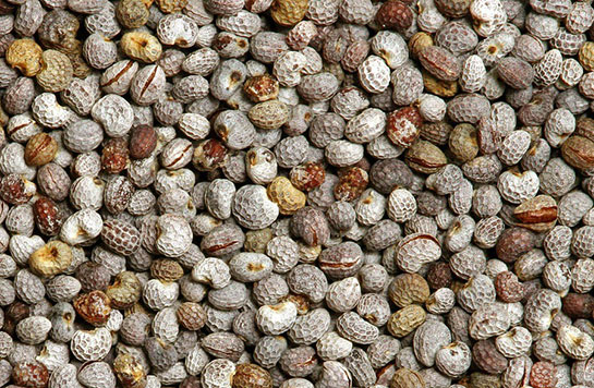 Acı Çehre Tohumu Nasıl Kullanılır?