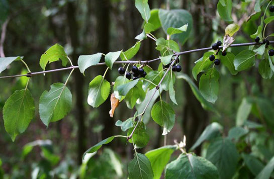 Acı Çehre Tohumu Zayıflatır mı?