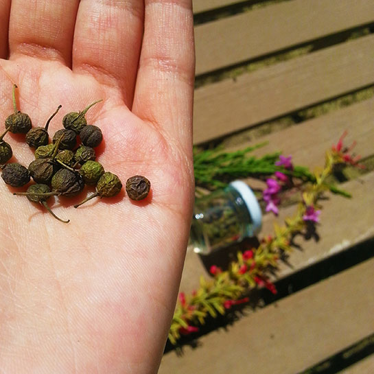Acı Çehre Tohumu Kullanımı ve Faydaları Nelerdir?