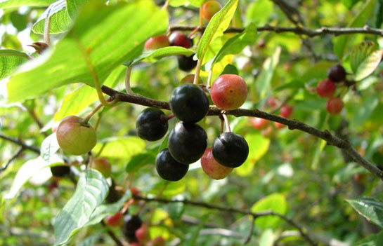 Kara Çehre Kullanımı ve Faydaları Nelerdir?